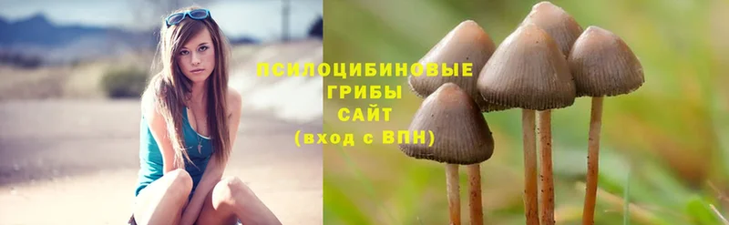 Псилоцибиновые грибы Psilocybe  Правдинск 